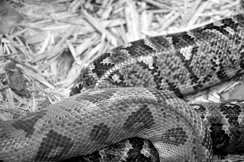 Scales