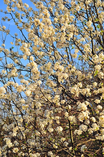 Early Blooms