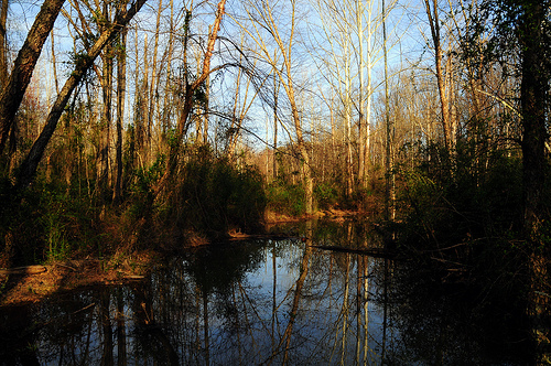 Bog
