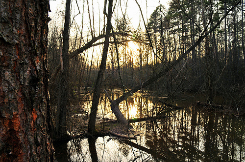 Reflection