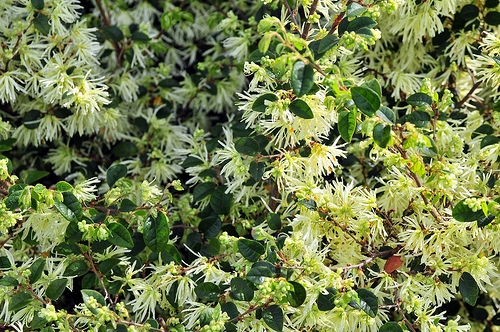 Loropetalum chinense 1