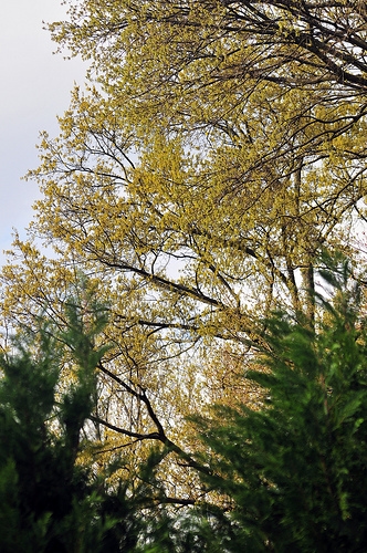 Buds and Leaves