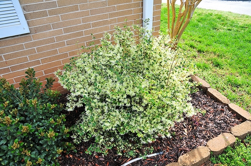 Loropetalum chinense 3