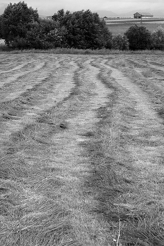 DSC_3518