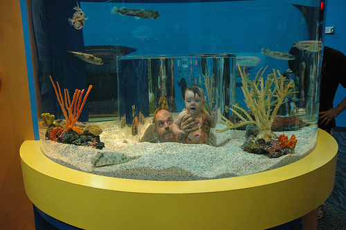 Aquarium VIII