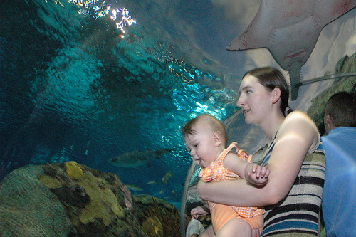 Aquarium IV