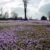 Crocus
