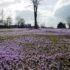 Crocus