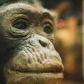 black monkey in tilt shift lens