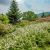 Roan Mountain