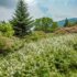 Roan Mountain