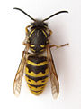 Yellowjacket