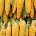 yellow corns on display