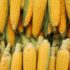 Pasta and Corn