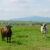 Fields and Cows
