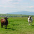 Fields and Cows