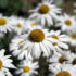 Summer Garden