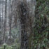 Snow Day