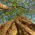 Tree Trunk