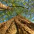 Tree Trunk