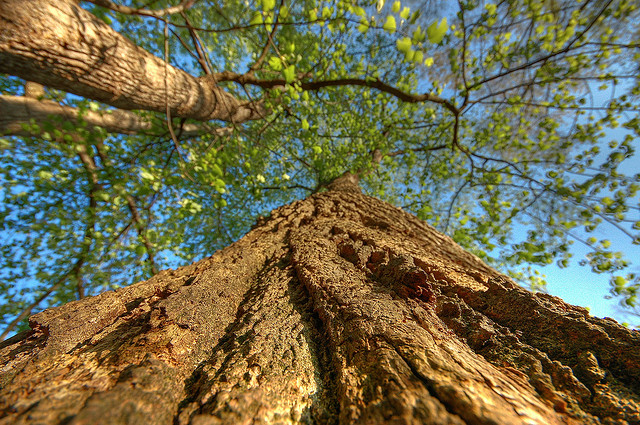 Spring Tree (HDR)