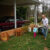 Planting