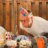 Birthday