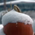 Snow Day 2011