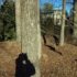 Shadows