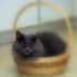 A Basket of One’s Own