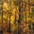 Autumn 2011