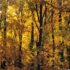 Autumn 2011
