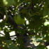 In the Orchard