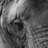 70-300 Zoo