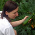 Firstfruits