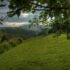 Farm on the Hill