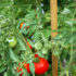 Harvest