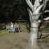 A Turn in the Garden