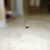 House Hunt 2