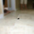 House Hunt 2