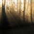 Early Sun