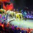 Circus