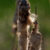 Cat Tails