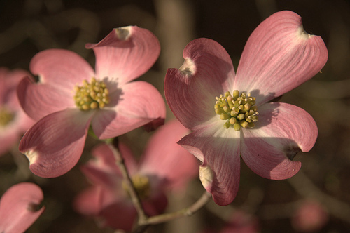 Dogwood 2012