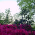 Flowers for the Morning