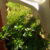 Parsley