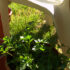 Parsley