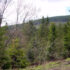 Babia Gora