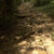 Roots
