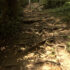 Roots